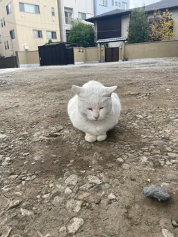 風格のある猫様です🙏