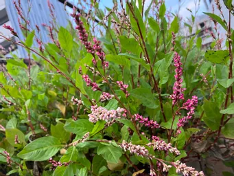内神田のハゴロモビルの屋上。
今年は暑かったなー。毎日の水やりの甲斐がありました。