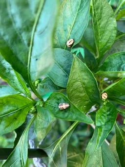 午後5時近くなのにまだ暑い！日中の屋上は40度越え。こんな中でも藍は水をたっぷりと吸収して元気そう。と思ったら葉に白い脱皮のあと！アブラムシ！でもどこからかてんとう虫も集まってきています。
ほっ😮‍💨
峯岸さんが連れてきてくれたようです(^^)
