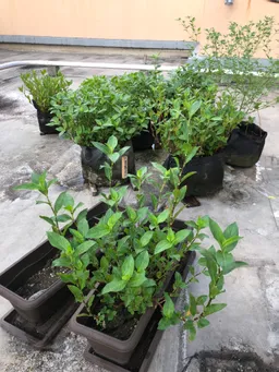 おはようございます。夏季休業中、柳森神社・コムスハウスにて水やりをお願いしました。昨日屋上に戻ってきました。この1週間でかなり大きくなりました。自分も休む事が出来たので助かりました。有難うございました。