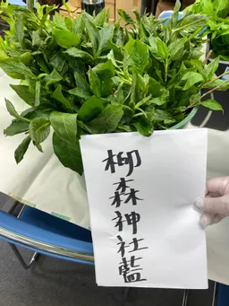 東松下町会納涼祭りにて、生葉ハンカチ染めをしてきました。
皆さまが、栽培している藍が勢揃い💕
子どもたちもご家族も喜んでくださいました。
60組ほどご参加くださいました！