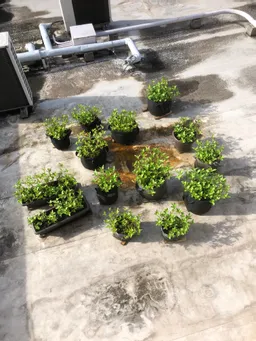 おはようございます。
全てのポットに日が当たってます。
8/20に東松下町町会のイベント迄に大きくなってくれるか心配です。
乾燥葉も順調です。