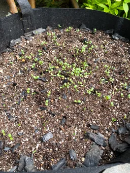 興産信金藍　3ポット目発芽