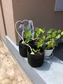 小さいポットには水やり当番をセットしました。これで二日から三日は大丈夫だと思います。大きいポットは昨日夕方にたっぷりと水を与えました。
台風の影響が心配です。