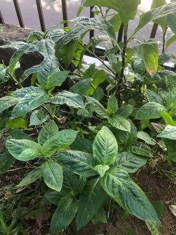 自宅の庭にも地植えの藍が育っています。
