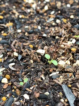 内神田2022　発芽しました！