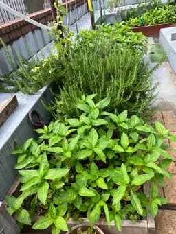 梅雨の合間？日差しを浴びて気持ち良さそうです(^^)一株が3株くらいに分割し広がり始めました。