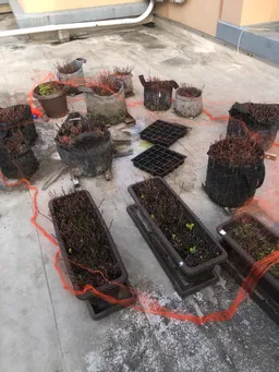 藍を育てて3年目です。今年は苗床からやってみました。鳩が荒らすので防鳥ネットをかけました。ネットに鳩が絡まったりとバタバタしてます。