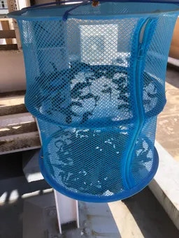 干物用のネットに藍の生葉を入れて乾燥葉にしています。刈り取った藍の茎を、水につけて4〜5日で根が出てきました。
ポットに植えてみました。