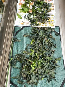 こぼれダネからの発芽で生長が早かったのを刈り取りしてみました。
ここから、また発根させて育ててみます。
昨年より1か月早いな。