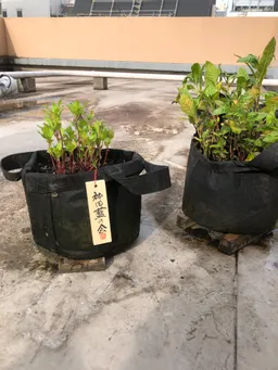 おはようございます。
神田藍の木札さげました。
アブラムシがかなり発生しています。