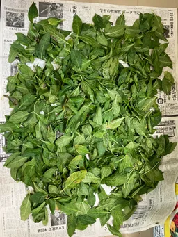 猛暑の日、屋上の温度計は37℃。藍の葉を刈り取りました。この天気ですぐカラカラになってくれるでしょう。