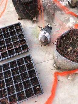 藍を育てて3年目です。今年は苗床からやってみました。鳩が荒らすので防鳥ネットをかけました。ネットに鳩が絡まったりとバタバタしてます。