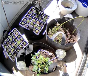 今週はあまりオフィスにいないので、オンライン見守りちう！　水やりは1日おき？でも成長は早いです！　