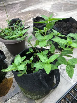 乾燥葉に切った茎を水に1週間付けたらかなり根が出て来たので、ポットに植えました。新しく土を購入してのトライです。
今年の楠堂藍は写真の3本だけです。