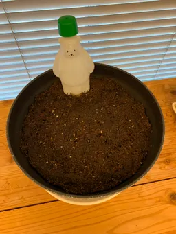 本日 ダンクソフト徳島オフィスでも、藍の種子を植えました。

前年度は徳島オフィス、濱口さん宅、港宅の3か所から種子を取ることに成功しました。しかし、徳島オフィスで取れた分については乾燥が不十分だったためか状態が悪く見送ることとなりました。

徳島オフィスの鉢は前年度より大きくて深いものを採用しました。

濱口さん宅、港宅の2か所で取れた分を、4か所（徳島オフィス、竹内さん、濱口さん、港）に分配して育てます。今年度も無事に育つといいですね。

※
1枚目：港が種子を分別している様子
2枚目：植え込みが完了した徳島オフィスの鉢