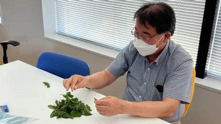 8月10日 2回目の生葉染め
土井さんがポケットチーフやストールを染めました。少し少なめだったので薄めですが
ペイズリー柄が光沢が綺麗、皺も見えないので良いかも。