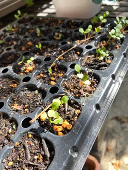 神田藍　発芽しました。育苗中！