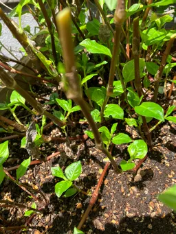 猛暑の日、屋上の温度計は37℃。藍の葉を刈り取りました。この天気ですぐカラカラになってくれるでしょう。