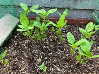 か弱い藍の苗が屋上の畑で元気に成長を始めました(^^)
そろそろアブラムシが発生する気配。明日酢ト酎作ります。