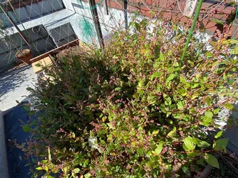 2024年　神田藍の花が枯れ始め、お楽しみのタネ収穫が近くなりました。
興産信金本店藍・ハゴロモ藍・かがやきプラザ藍・東京楠堂藍です