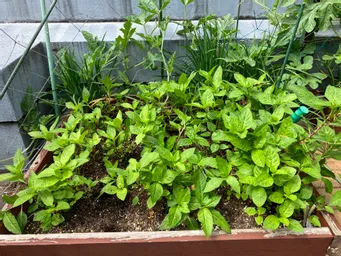 昨日6月19日のハゴロモビル屋上の藍。
繁繁と広がってきました(^^)
今年は雨降りが多く水遣りが助かってます。今のところアブラムシもいない様子。