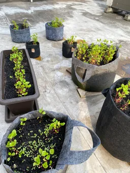 里子苗増殖中💕