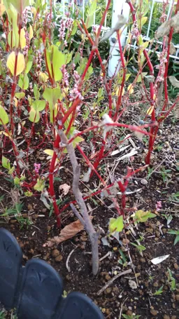 明神藍、かいわれ大根のヒョロっから始まり根性と気合で猛暑乗り切り、花咲、現在枯れ枝になりつつあります。