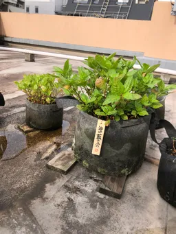 おはようございます。
神田藍の木札さげました。
アブラムシがかなり発生しています。