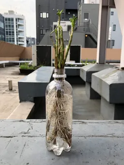 乾燥葉に切った茎を水に1週間付けたらかなり根が出て来たので、ポットに植えました。新しく土を購入してのトライです。
今年の楠堂藍は写真の3本だけです。