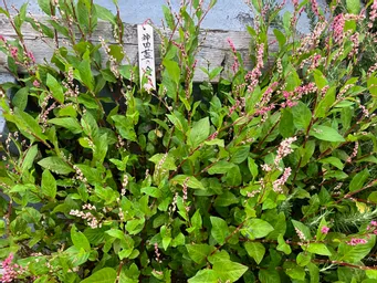 内神田のハゴロモビルの屋上。
今年は暑かったなー。毎日の水やりの甲斐がありました。