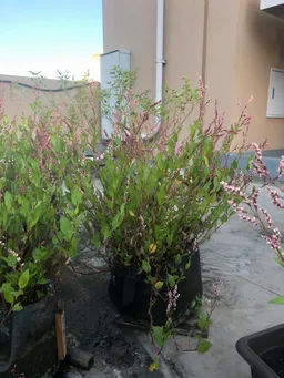 おはようございます。
今朝の屋上の藍です。ほぼ満開です。