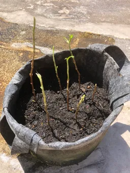 干物用のネットに藍の生葉を入れて乾燥葉にしています。刈り取った藍の茎を、水につけて4〜5日で根が出てきました。
ポットに植えてみました。