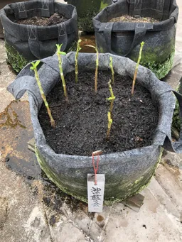 乾燥葉に切った茎を水に1週間付けたらかなり根が出て来たので、ポットに植えました。新しく土を購入してのトライです。
今年の楠堂藍は写真の3本だけです。