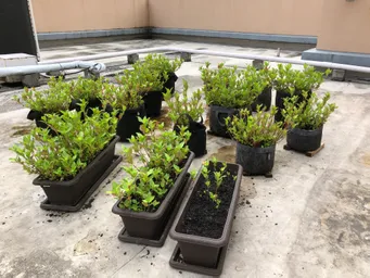 小さいポットには水やり当番をセットしました。これで二日から三日は大丈夫だと思います。大きいポットは昨日夕方にたっぷりと水を与えました。
台風の影響が心配です。