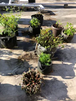 おはようございます。
今年はかなり暑いです。
土日水やりをしなかったらしおれてしまいました。
お盆休みは中は避暑地に避難させたいと思っています。