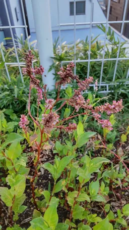 明神藍、かいわれ大根のヒョロっから始まり根性と気合で猛暑乗り切り、花咲、現在枯れ枝になりつつあります。