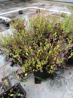 楠堂屋上の藍です。
夏季休業中は柳森神社と関さんの所に預かっていただき乗り切りました。去年より花穂が大きい様に思います。