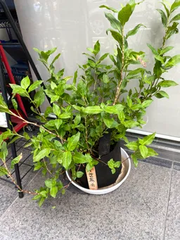 東松下町会納涼祭りにて、生葉ハンカチ染めをしてきました。
皆さまが、栽培している藍が勢揃い💕
子どもたちもご家族も喜んでくださいました。
60組ほどご参加くださいました！