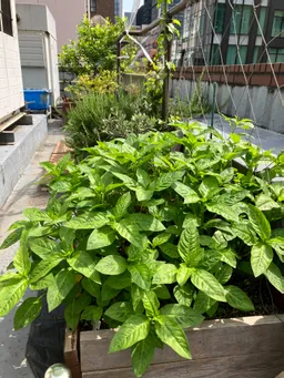 梅雨の合間？日差しを浴びて気持ち良さそうです(^^)一株が3株くらいに分割し広がり始めました。