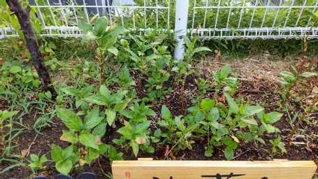 明神藍、かいわれ大根のヒョロっから始まり根性と気合で猛暑乗り切り、花咲、現在枯れ枝になりつつあります。