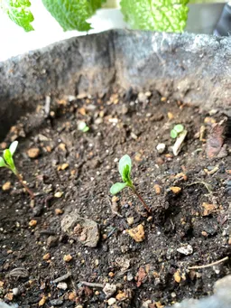 神田2021年産タネ発芽しました