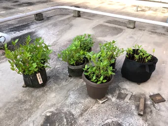 おはようございます。夏季休業中、柳森神社・コムスハウスにて水やりをお願いしました。昨日屋上に戻ってきました。この1週間でかなり大きくなりました。自分も休む事が出来たので助かりました。有難うございました。