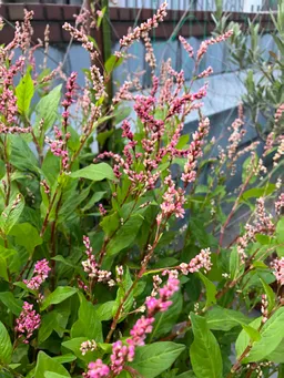 内神田のハゴロモビルの屋上。
今年は暑かったなー。毎日の水やりの甲斐がありました。