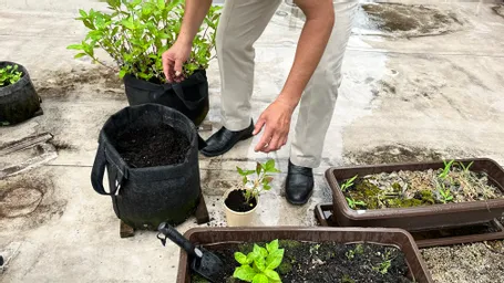 讃岐一ノ宮神社　田村神社の氏子青年部長の川西さんが　神田藍、御朱印帳、スタンプラリーを視察に見えて　東京楠堂さんとダンクソフトの藍を苗と種で持ち帰り神社に植えてもらう予定です。

7月から神社本庁で徳島忌部神社の方が青年部？のトップになり彼がサポートとして月一回来京されるので、継続してこのプロジェクトにも参加してもらおうと思います。
