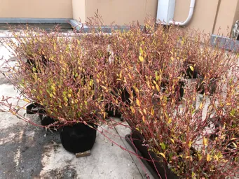 昨日の屋上の藍です。
弾け始めました。種子が落ちてます。