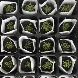 里子から孫^ - ^