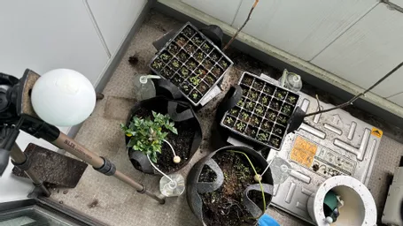 苗床の下にあったポッドからもだいぶ芽が出ていたので、日のあたるようにスペースを広げました。ベランダに鳩など来てないようですが、念のため枯れ枝や棒で囲ってみました。単に捨て損なってたモノの再利用ですが(^_−)−☆