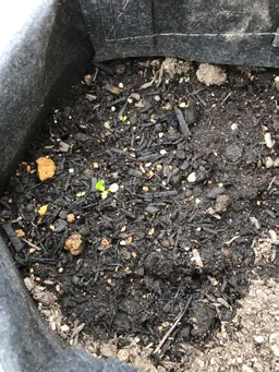 6月中旬にダメ元で種子を蒔いてみたところ、少しですが発芽しました。どうなるか楽しみです。