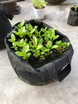 苗床からポットに移した後もスクスクと育っています。
後から蒔いた種子も順調に芽が出て来てます。